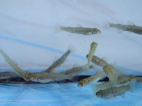 ヤマメ 約2cm 20尾セット