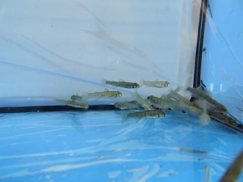 ヤマメ 約2cm 40尾セット