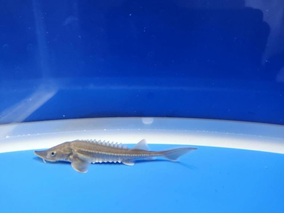  ϥ֥åɡʥ٥ꥢ祦ߥ祦 7cm2025.10.15ߡ