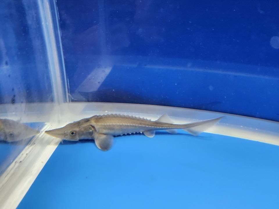 一点もの ハイブリッド(シベリアチョウザメ×アムールチョウザメ)11cm(2025.12.02現在)