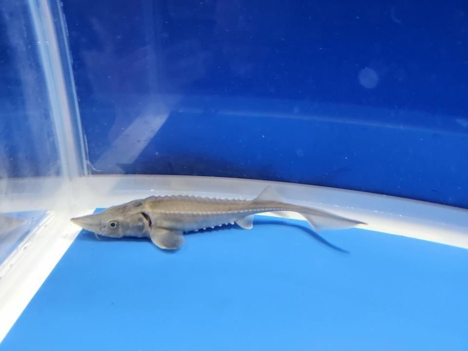 一点もの ハイブリッド(シベリアチョウザメ×アムールチョウザメ)11cm(2025.12.02現在)