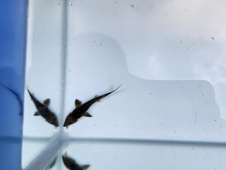  ϥ֥åɡʥ٥ꥢ祦ߥࡼ祦 5cm2025.08.31ߡ