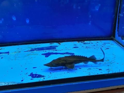 観賞用チョウザメ 観賞魚チョウザメの専門販売 廣島蝶鮫 観賞用チョウザメ 観賞魚チョウザメの専門販売 廣島蝶鮫