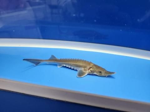  ϥ֥åɡʥ٥ꥢ祦ߥࡼ祦12cm2025.11.03ߡ