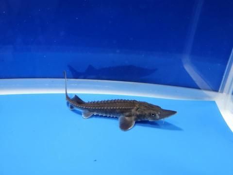  ϥ֥åɡʥ٥ꥢ祦ߥࡼ祦10cm2025.11.19ߡ