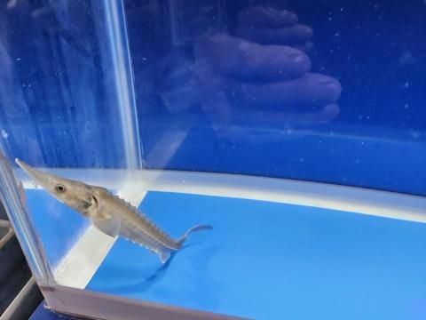  ϥ֥åɡʥ٥ꥢ祦ߥࡼ祦11cm2025.12.02ߡ