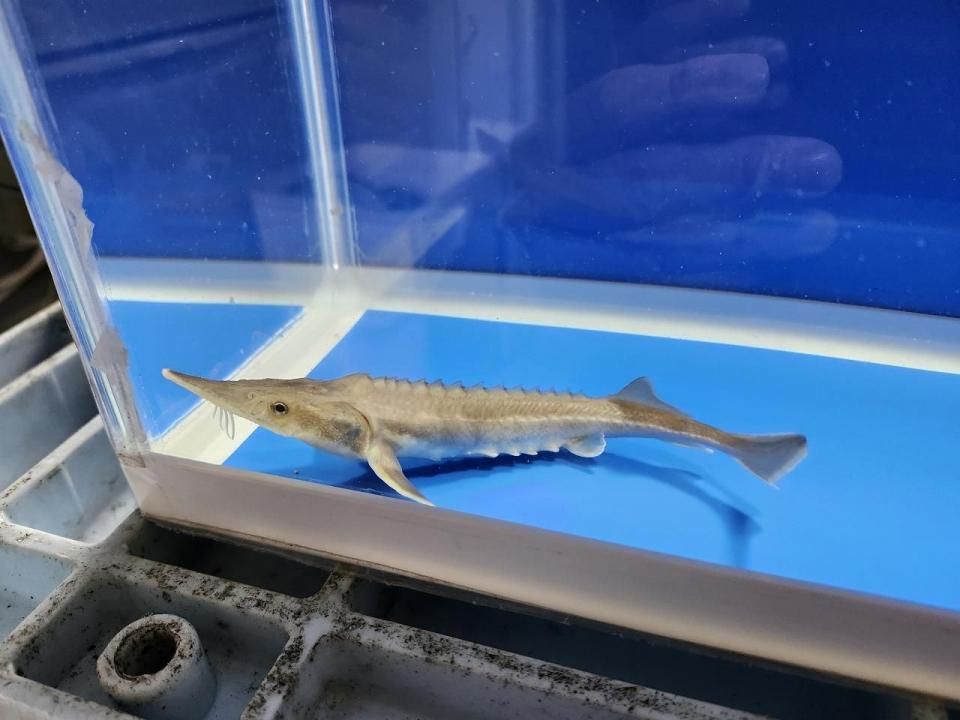 一点もの ハイブリッド(シベリアチョウザメ×アムールチョウザメ) 16cm(2025.10.28現在)