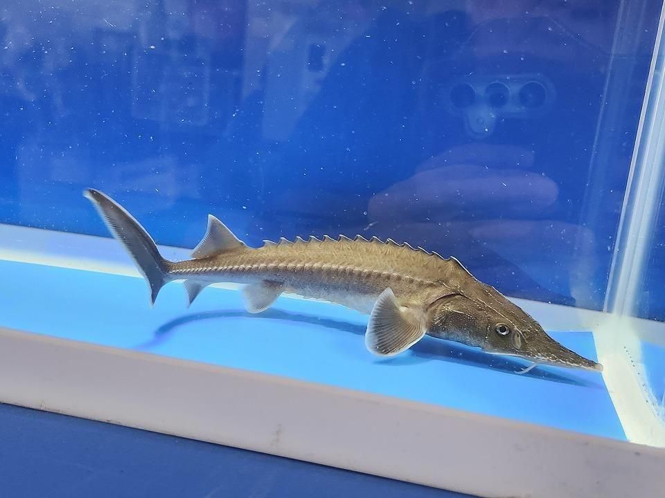  ϥ֥åɡʥ٥ꥢ祦ߥࡼ祦 19cm2025.11.25ߡ