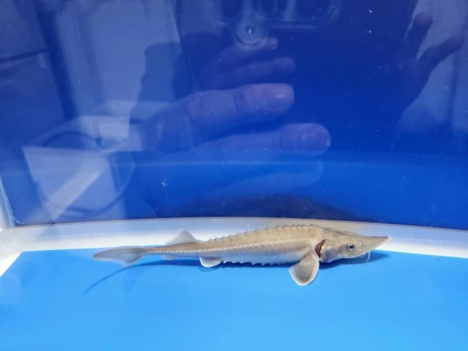 一点もの ハイブリッド(シベリアチョウザメ×アムールチョウザメ) 16cm(2025.10.28現在)