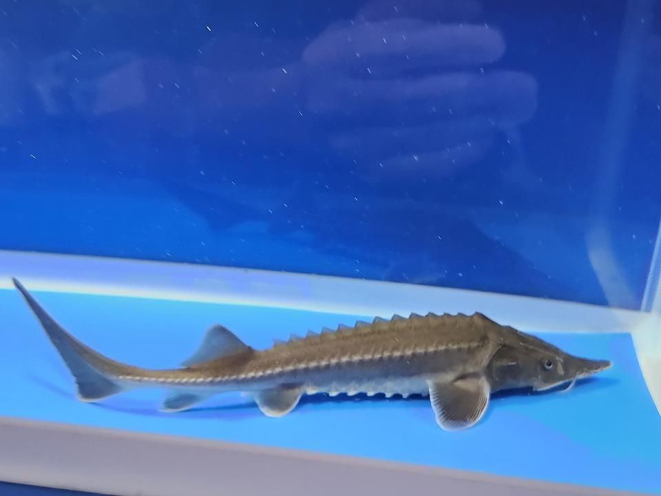  ϥ֥åɡʥ٥ꥢ祦ߥࡼ祦 19cm2025.11.25ߡ