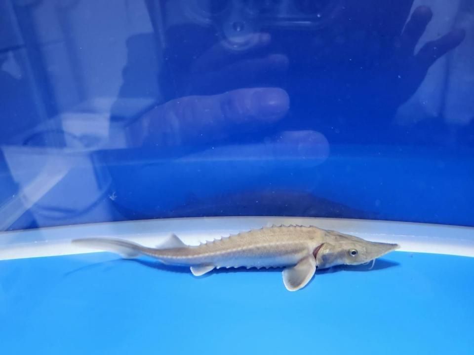 一点もの ハイブリッド(シベリアチョウザメ×アムールチョウザメ) 16cm(2025.10.28現在)