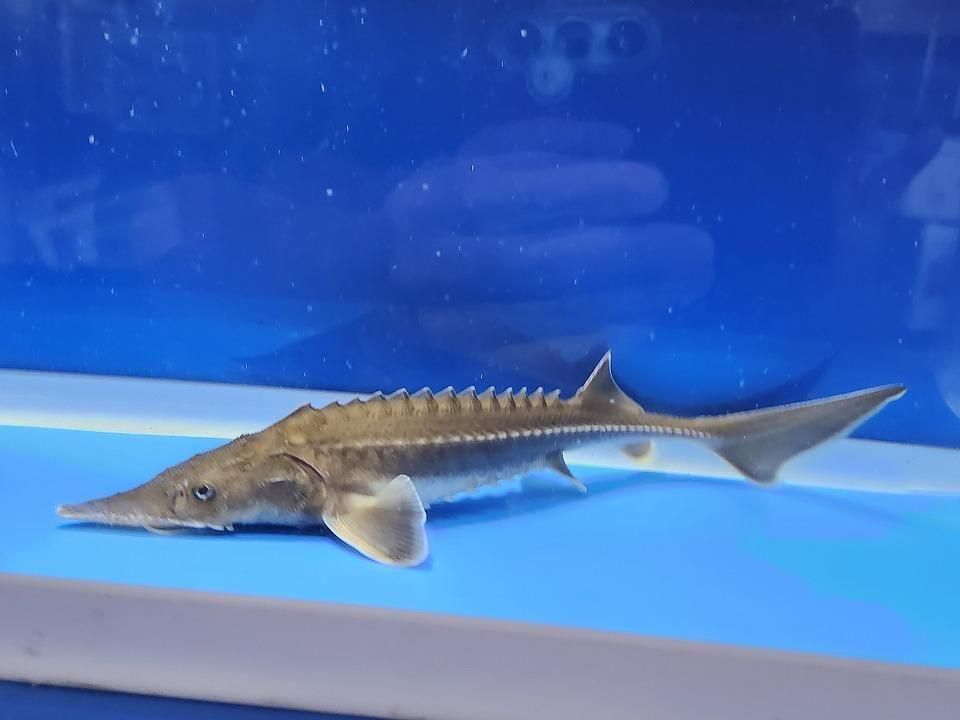  ϥ֥åɡʥ٥ꥢ祦ߥࡼ祦 19cm2025.11.25ߡ