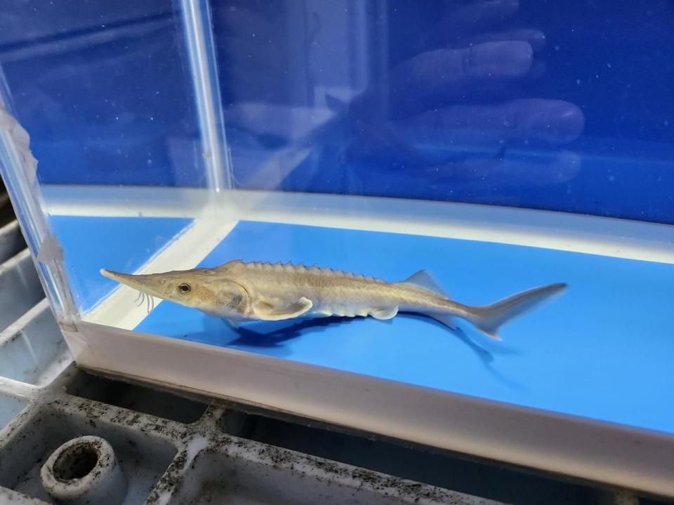 一点もの ハイブリッド(シベリアチョウザメ×アムールチョウザメ) 16cm(2025.10.28現在)