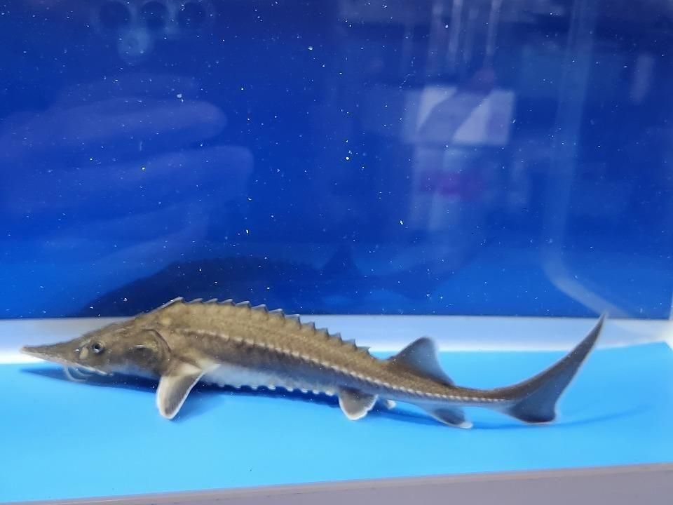  ϥ֥åɡʥ٥ꥢ祦ߥࡼ祦 19cm2025.11.25ߡ