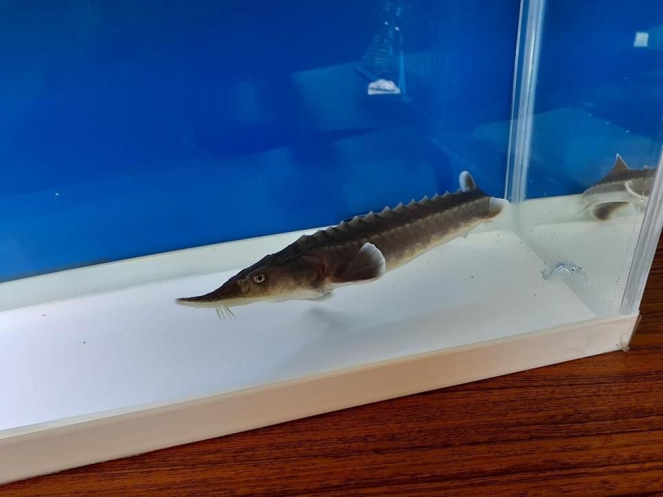  ϥ֥åɡʥ٥ꥢ祦ߥ祦 22cm2025.05.08ߡ