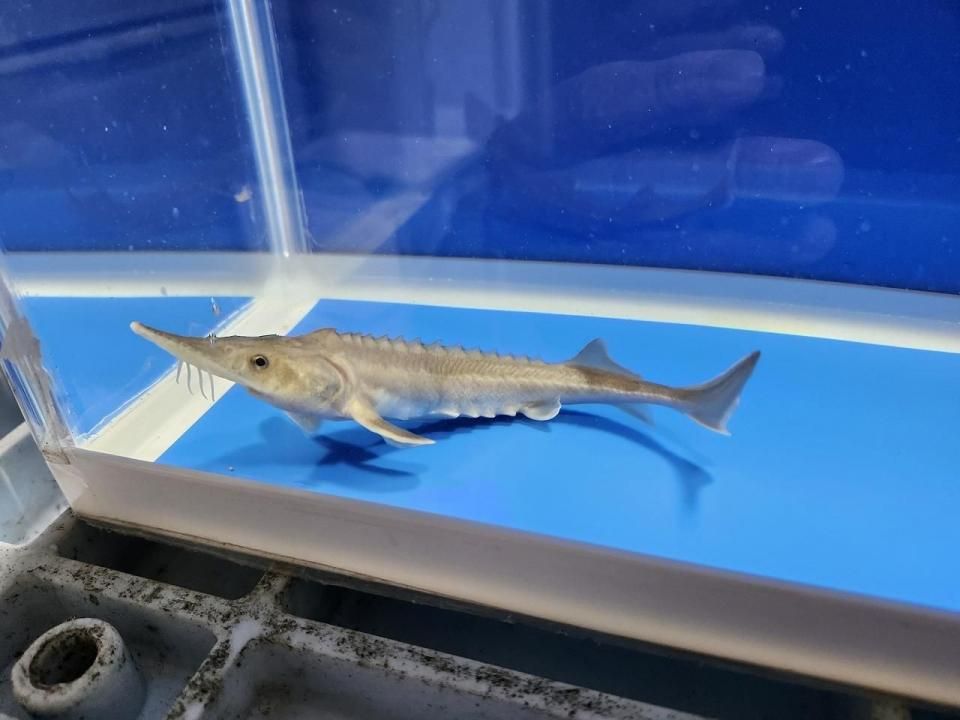 一点もの ハイブリッド(シベリアチョウザメ×アムールチョウザメ) 16cm(2025.10.28現在)