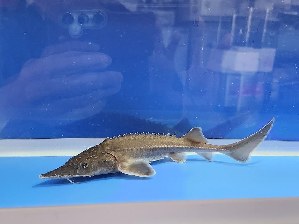  ϥ֥åɡʥ٥ꥢ祦ߥࡼ祦 19cm2025.11.25ߡ