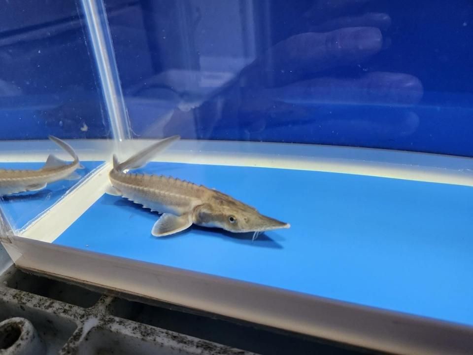 一点もの ハイブリッド(シベリアチョウザメ×アムールチョウザメ) 16cm(2025.10.28現在)