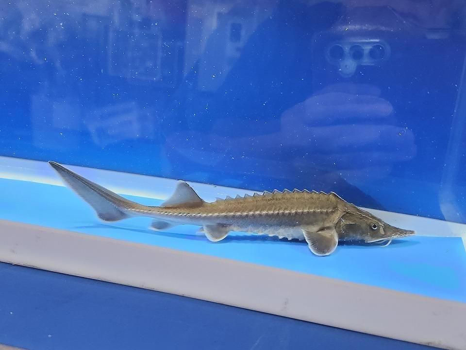  ϥ֥åɡʥ٥ꥢ祦ߥࡼ祦 19cm2025.11.25ߡ