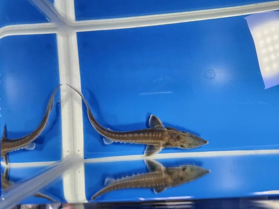 一点もの ハイブリッド(シベリアチョウザメ×アムールチョウザメ) 16cm(2025.10.28現在)