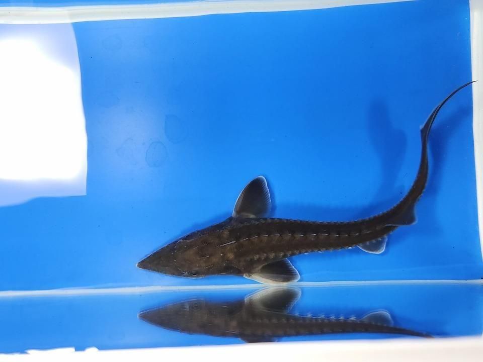  ϥ֥åɡʥ٥ꥢ祦ߥࡼ祦 19cm2025.11.25ߡ