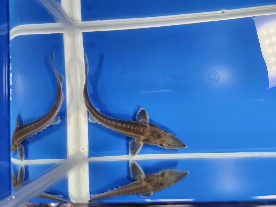 一点もの ハイブリッド(シベリアチョウザメ×アムールチョウザメ) 16cm(2025.10.28現在)