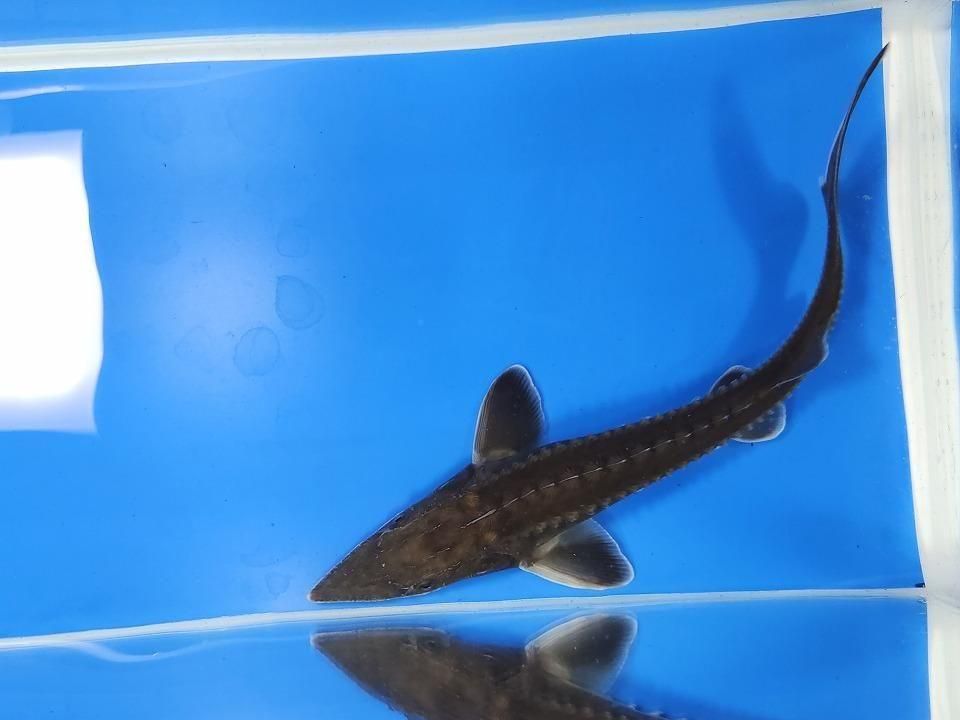  ϥ֥åɡʥ٥ꥢ祦ߥࡼ祦 19cm2025.11.25ߡ