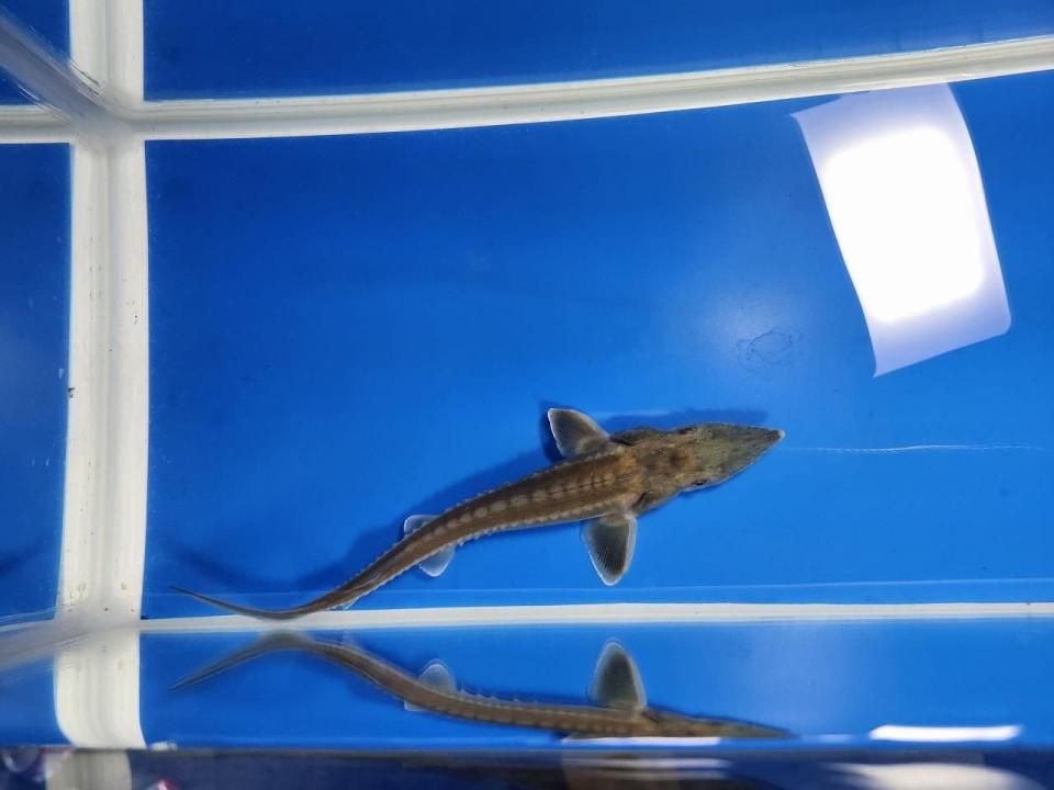 一点もの ハイブリッド(シベリアチョウザメ×アムールチョウザメ) 16cm(2025.10.28現在)