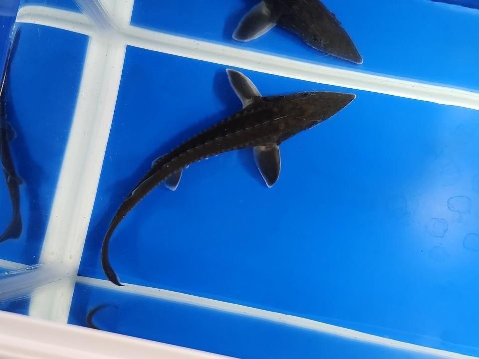  ϥ֥åɡʥ٥ꥢ祦ߥࡼ祦 19cm2025.11.25ߡ