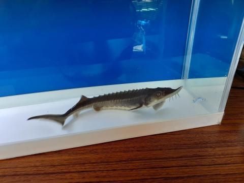 観賞用チョウザメ 観賞魚チョウザメの専門販売 廣島蝶鮫 観賞用チョウザメ 観賞魚チョウザメの専門販売 廣島蝶鮫