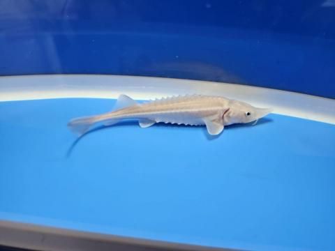  ϥ֥åɡʥ٥ꥢ祦ߥ祦 12cm2025.11.03ߡ