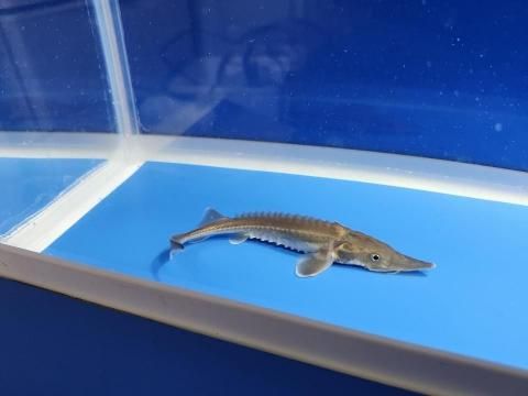  ϥ֥åɡʥ٥ꥢ祦ߥࡼ祦 10cm2025.11.13ߡ