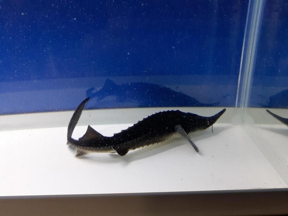 一点もの ハイブリッド シベリアチョウザメ ロシアチョウザメ 9cm 21 08 13現在 観賞魚チョウザメの専門販売 廣島蝶鮫 一点もの ハイブリッド シベリアチョウザメ ロシアチョウザメ 9cm 21 08 13現在 観賞魚チョウザメの専門販売 廣島蝶鮫