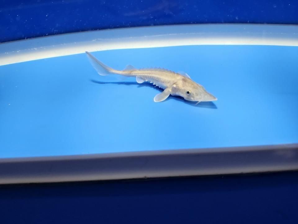  ϥ֥åɡʥ٥ꥢ祦ߥࡼ祦 9cm2025.11.15ߡ