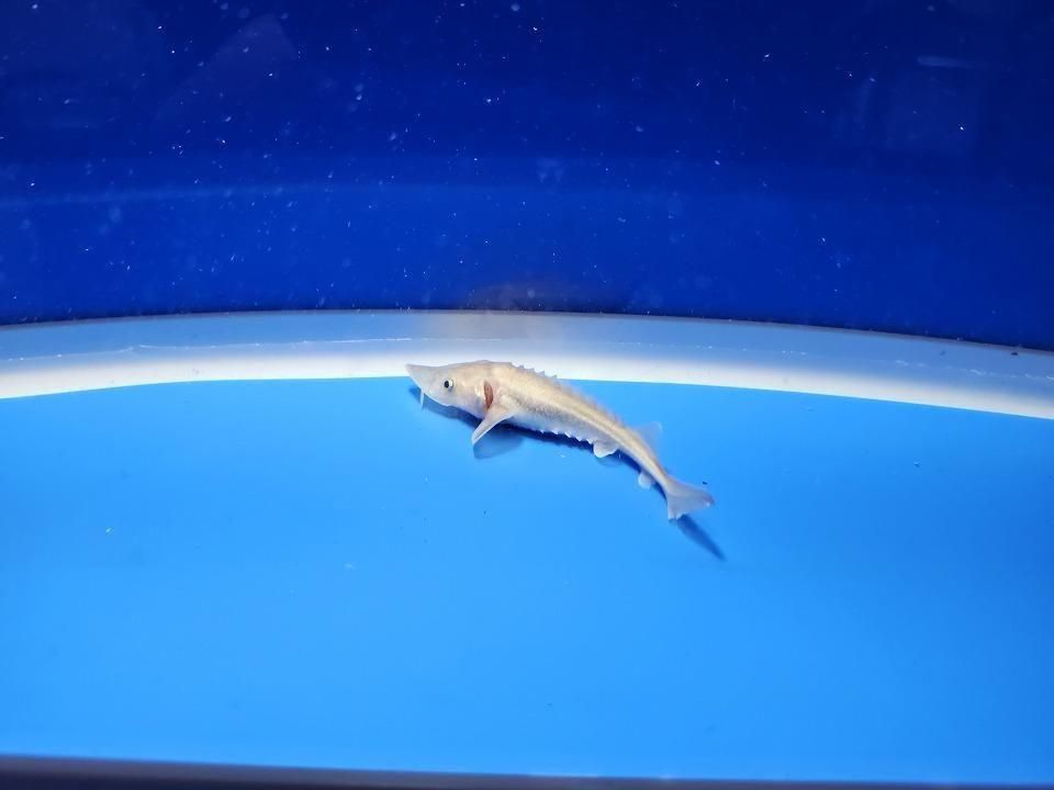  ϥ֥åɡʥ٥ꥢ祦ߥࡼ祦 9cm2025.11.15ߡ