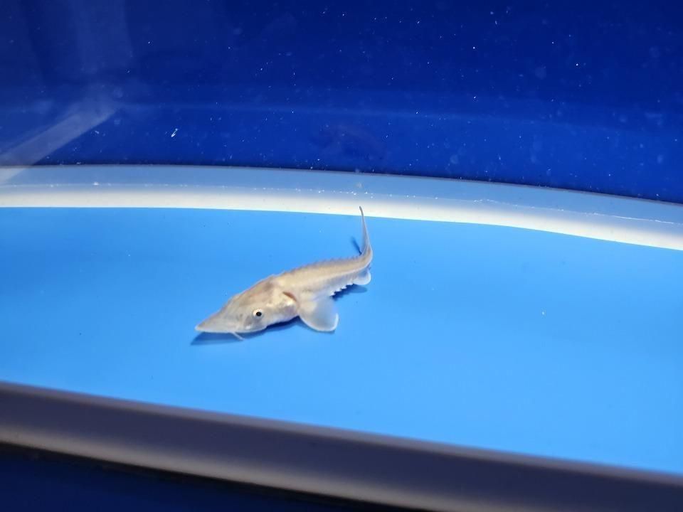  ϥ֥åɡʥ٥ꥢ祦ߥࡼ祦 9cm2025.11.15ߡ