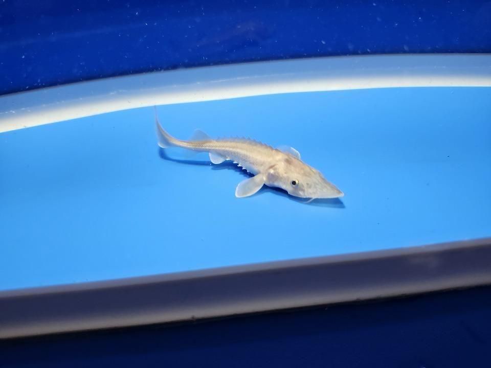  ϥ֥åɡʥ٥ꥢ祦ߥࡼ祦 9cm2025.11.15ߡ