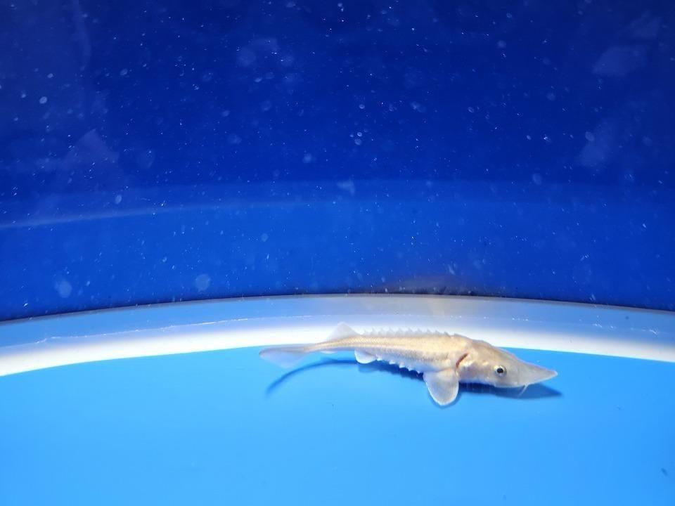  ϥ֥åɡʥ٥ꥢ祦ߥࡼ祦 9cm2025.11.15ߡ