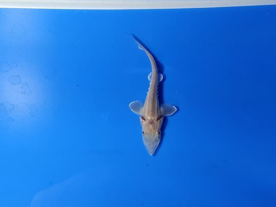  ϥ֥åɡʥ٥ꥢ祦ߥࡼ祦 9cm2025.11.15ߡ