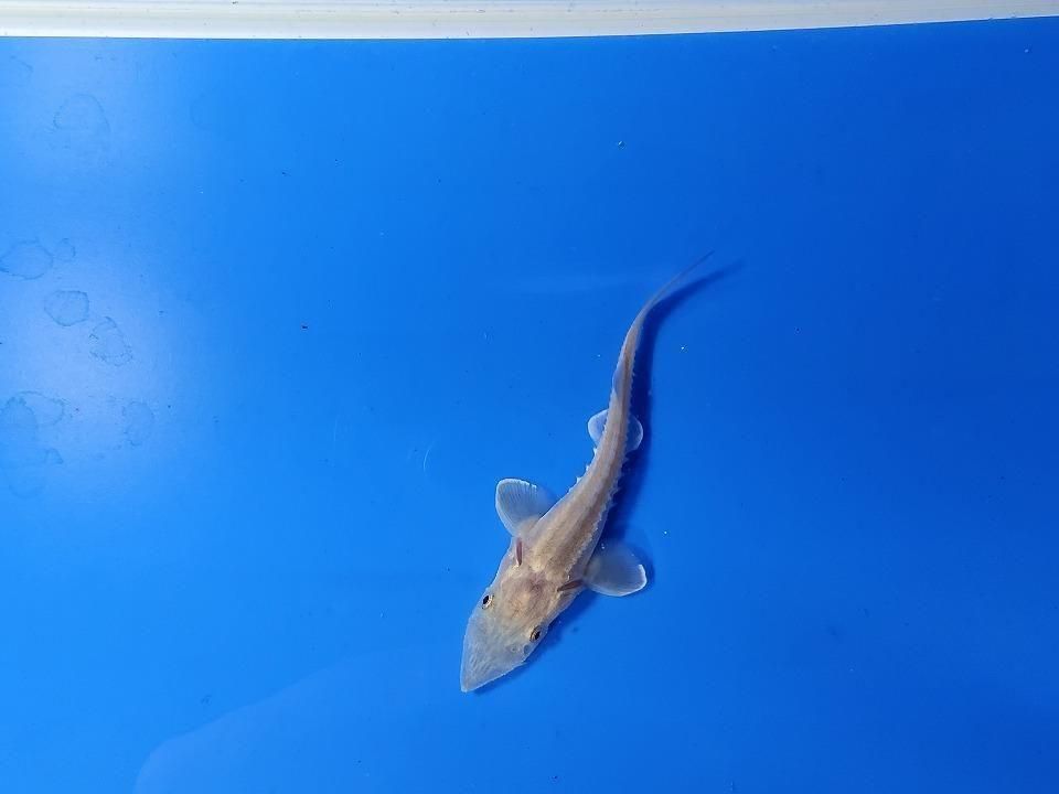  ϥ֥åɡʥ٥ꥢ祦ߥࡼ祦 9cm2025.11.15ߡ