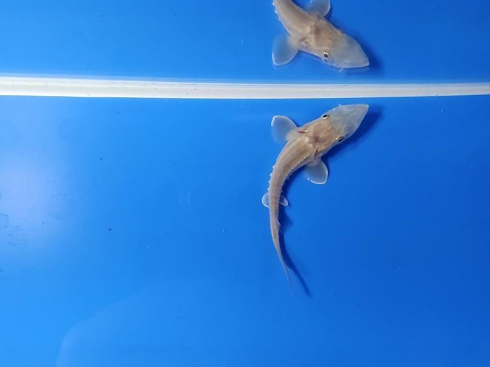  ϥ֥åɡʥ٥ꥢ祦ߥࡼ祦 9cm2025.11.15ߡ