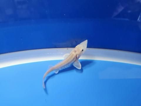  ϥ֥åɡʥ٥ꥢ祦ߥࡼ祦 7cm2025.11.03ߡ