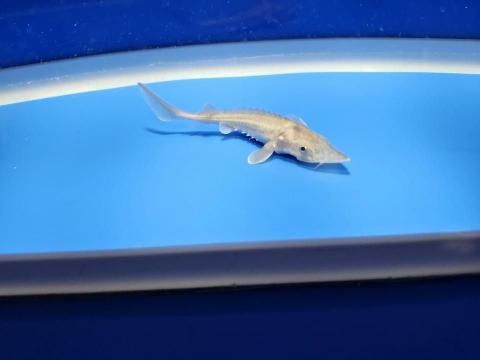  ϥ֥åɡʥ٥ꥢ祦ߥࡼ祦 9cm2025.11.15ߡ