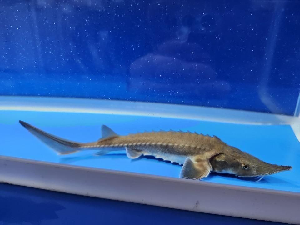  ϥ֥å ʥ٥ꥢ祦ߥࡼ祦16cm2025.11.15ߡ