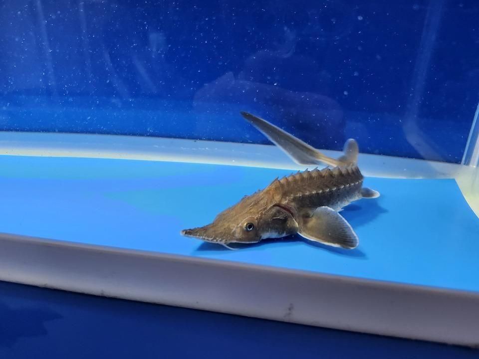  ϥ֥å ʥ٥ꥢ祦ߥࡼ祦16cm2025.11.15ߡ