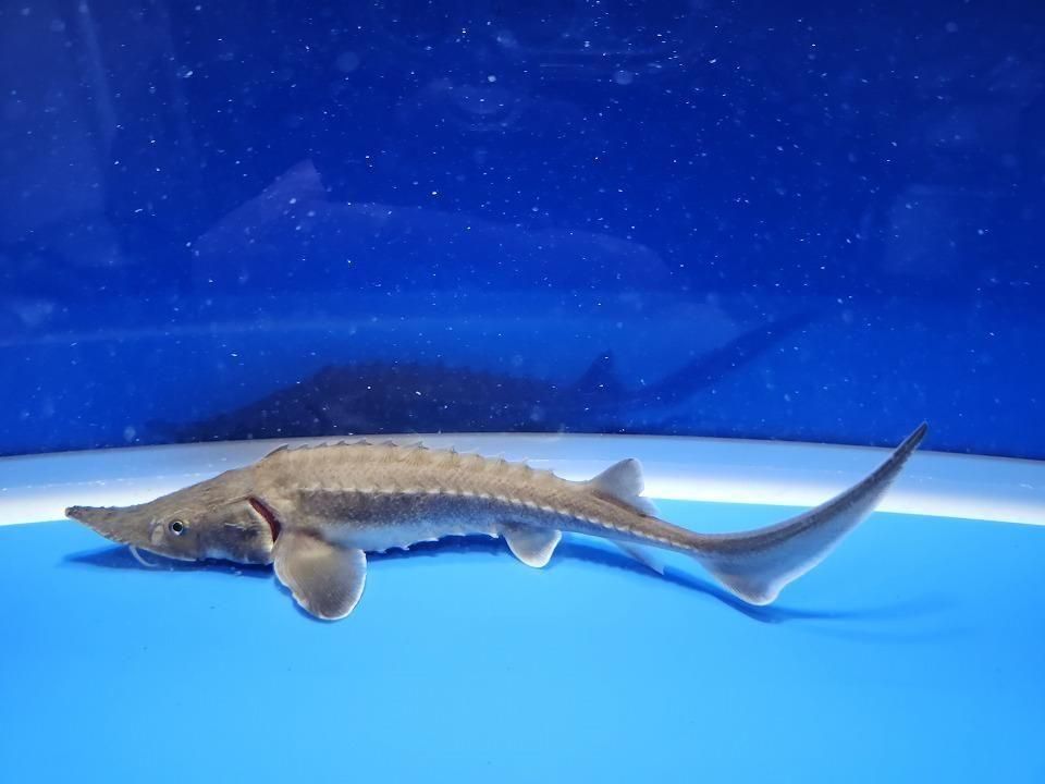  ϥ֥å ʥ٥ꥢ祦ߥࡼ祦16cm2025.11.15ߡ