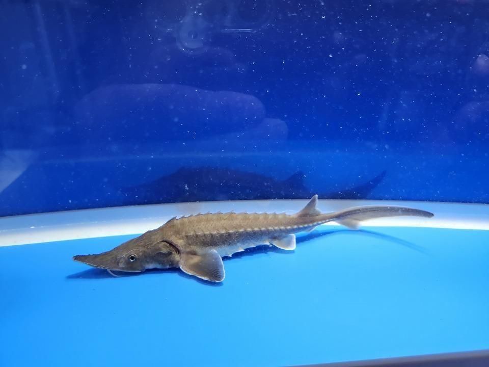  ϥ֥å ʥ٥ꥢ祦ߥࡼ祦16cm2025.11.15ߡ