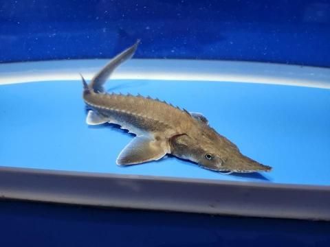  ϥ֥å ʥ٥ꥢ祦ߥࡼ祦16cm2025.11.15ߡ