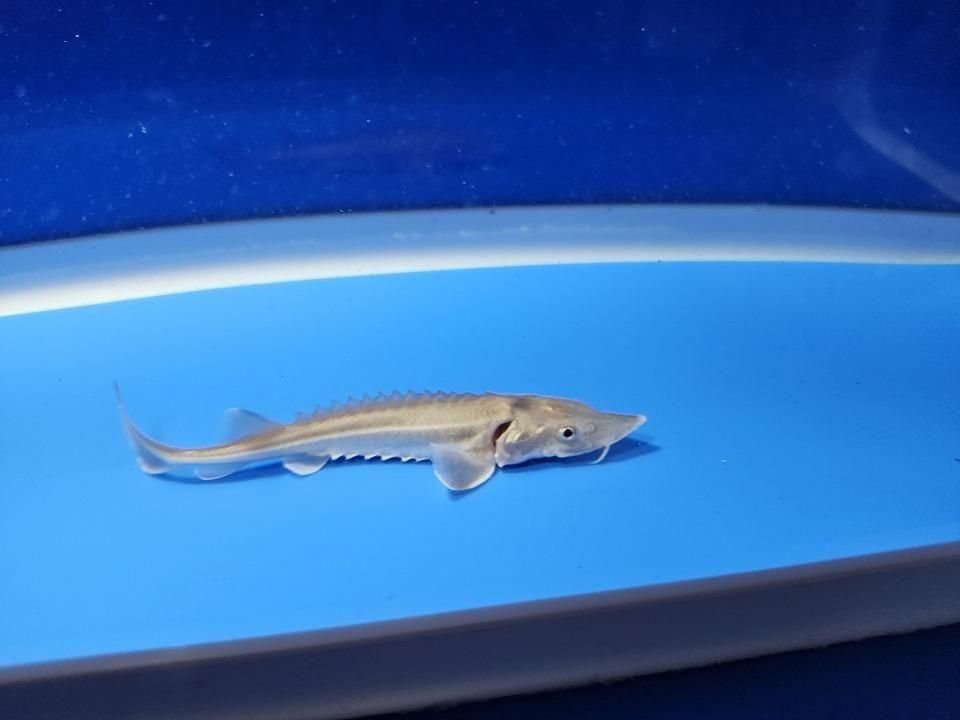  ӥϥ֥åɡʥ٥ꥢ祦ߥ祦 8cm2025.11.15ߡ