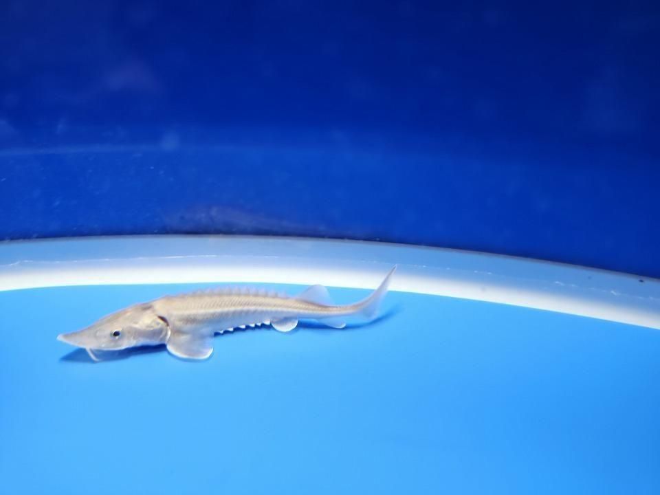  ӥϥ֥åɡʥ٥ꥢ祦ߥ祦 8cm2025.11.15ߡ